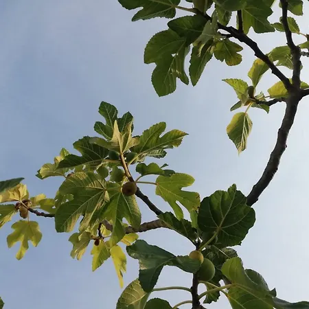 Bianca Дом отдыха *