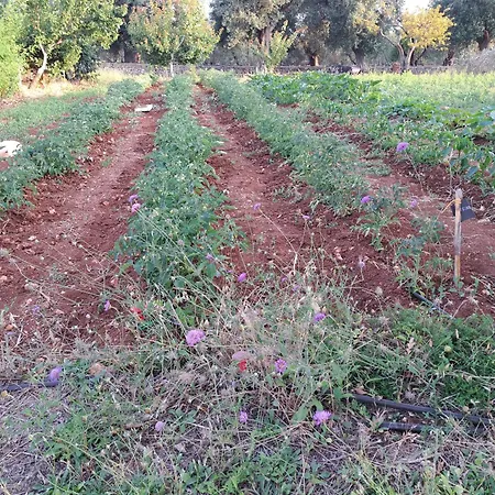 Bianca Дом отдыха *